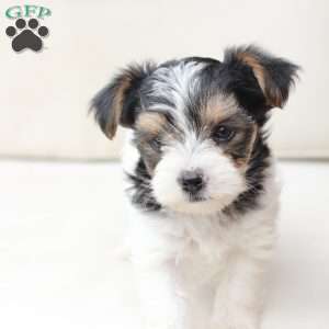 Sage, Yorkie Puppy