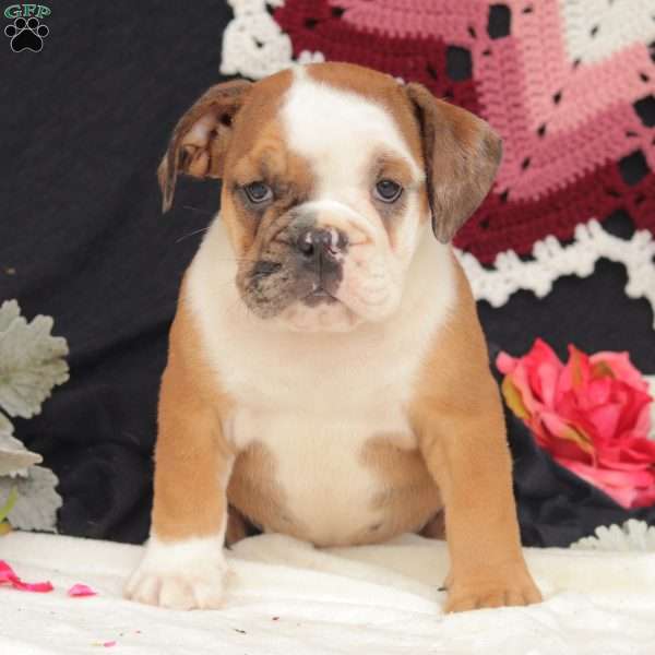 T. Bone, English Bulldog Puppy