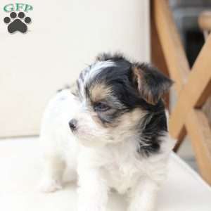 Sage, Yorkie Puppy