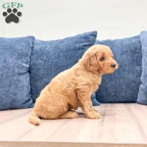 Blair, Mini Goldendoodle Puppy