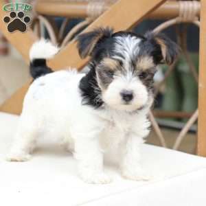 Sage, Yorkie Puppy