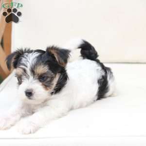 Sage, Yorkie Puppy