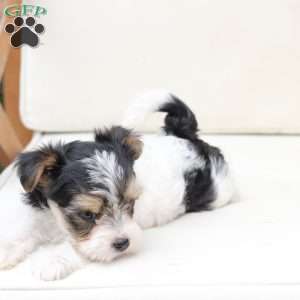 Sage, Yorkie Puppy