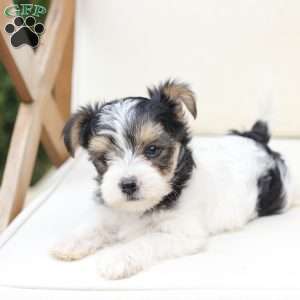 Sage, Yorkie Puppy