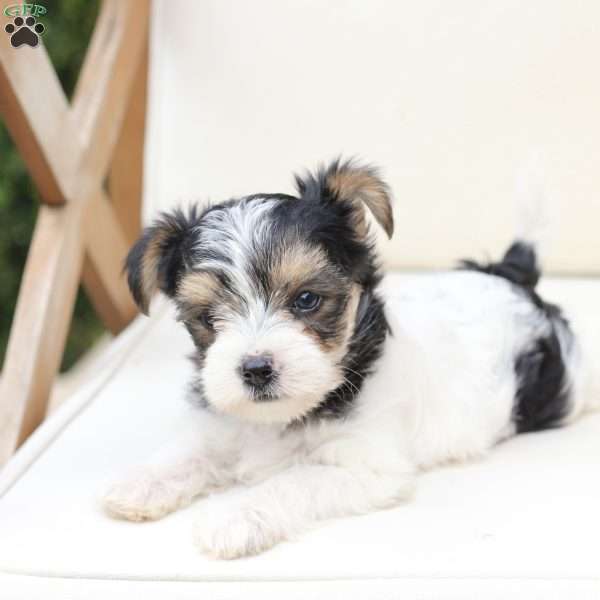 Sage, Yorkie Puppy