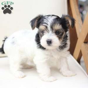 Sage, Yorkie Puppy