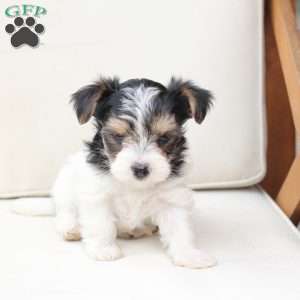 Sage, Yorkie Puppy