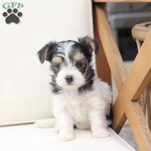 Sage, Yorkie Puppy