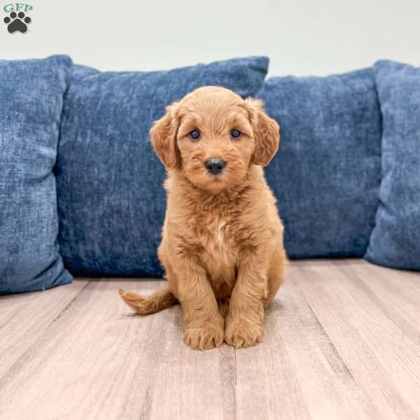 Bella, Mini Goldendoodle Puppy