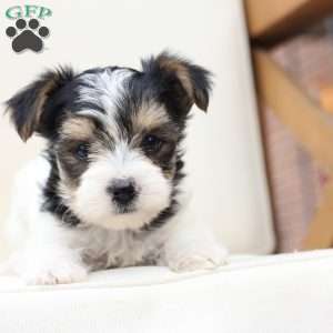 Sage, Yorkie Puppy