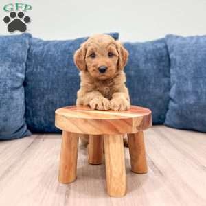 Bella, Mini Goldendoodle Puppy