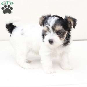 Sage, Yorkie Puppy