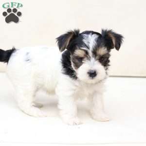 Sage, Yorkie Puppy