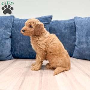 Bella, Mini Goldendoodle Puppy
