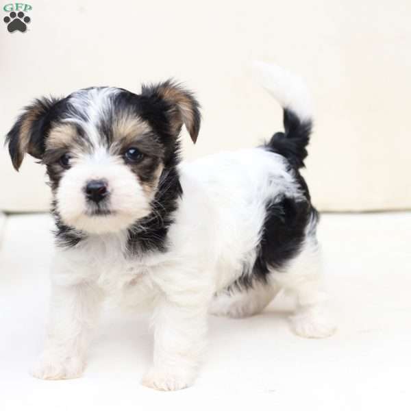 Sage, Yorkie Puppy