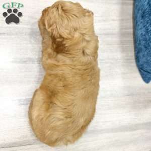 Bella, Mini Goldendoodle Puppy