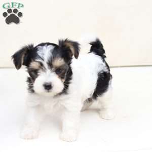 Sage, Yorkie Puppy