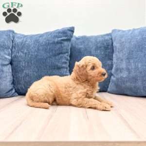 Bella, Mini Goldendoodle Puppy