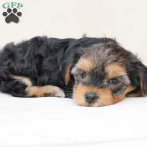 Missy, Yorkie Puppy