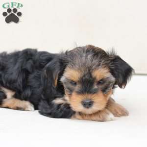 Missy, Yorkie Puppy
