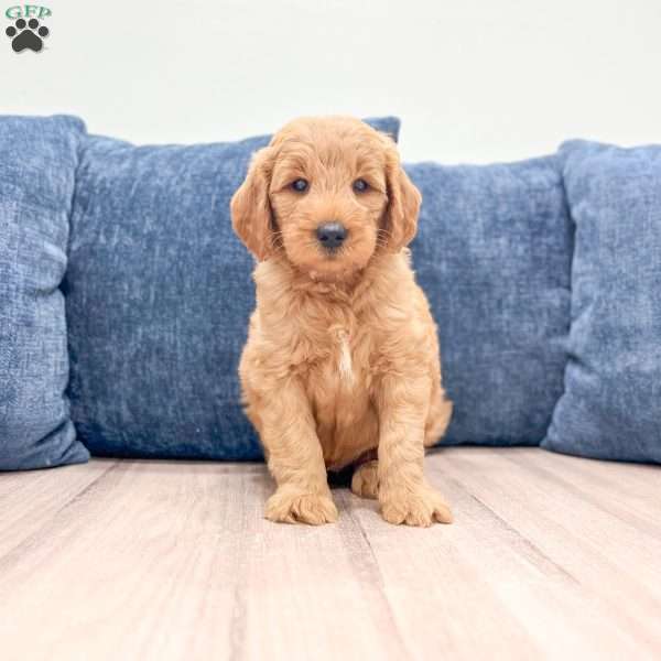 Benji, Mini Goldendoodle Puppy