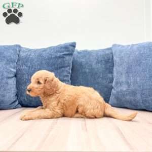 Benji, Mini Goldendoodle Puppy