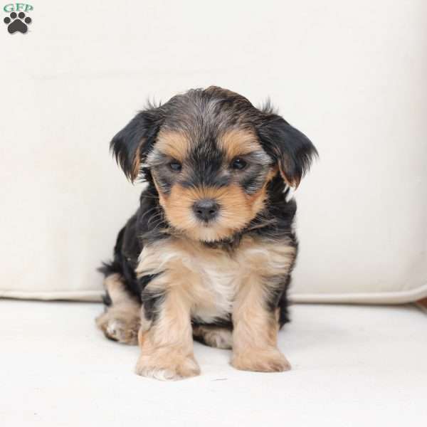 Missy, Yorkie Puppy