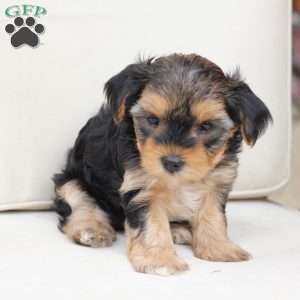 Missy, Yorkie Puppy