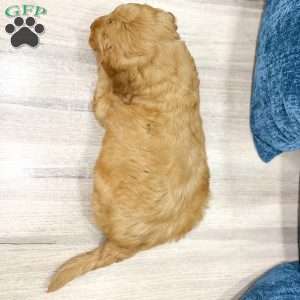 Benji, Mini Goldendoodle Puppy