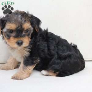 Missy, Yorkie Puppy