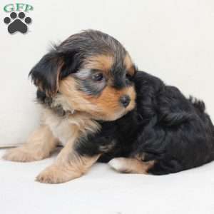 Missy, Yorkie Puppy
