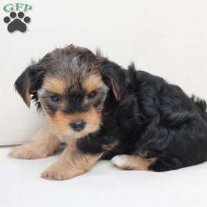 Missy, Yorkie Puppy