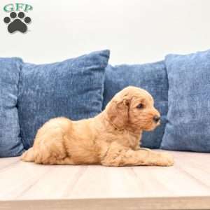 Benji, Mini Goldendoodle Puppy