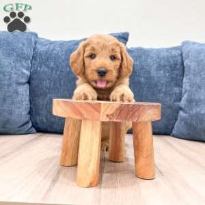Benji, Mini Goldendoodle Puppy