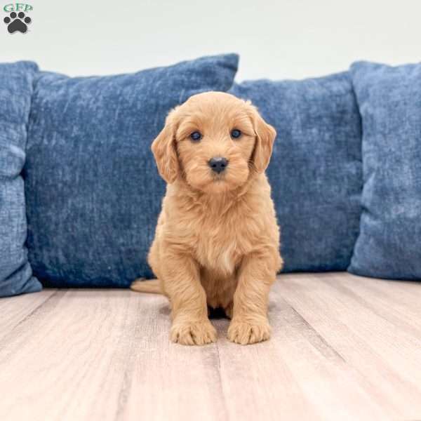 Bree, Mini Goldendoodle Puppy
