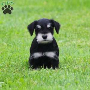 Charlie, Miniature Schnauzer Puppy