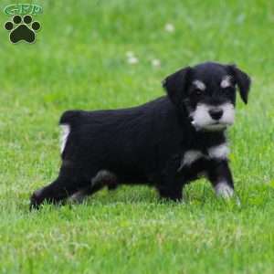 Charlie, Miniature Schnauzer Puppy