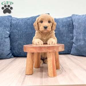 Bree, Mini Goldendoodle Puppy