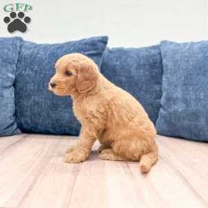 Bree, Mini Goldendoodle Puppy