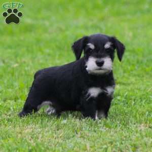 Charlie, Miniature Schnauzer Puppy