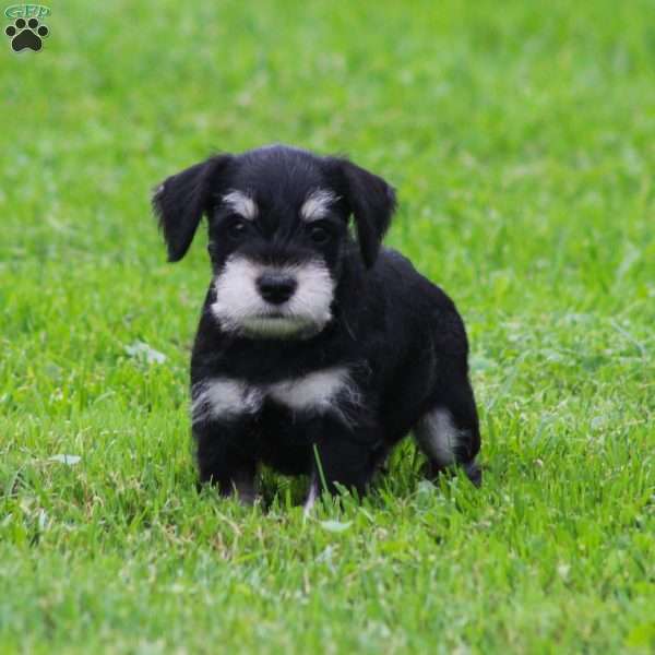 Charlie, Miniature Schnauzer Puppy