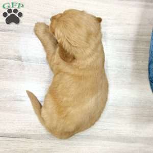 Bree, Mini Goldendoodle Puppy