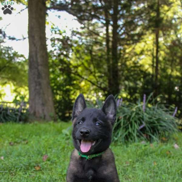 Elliot, Belgian Malinois Puppy