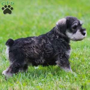 Katniss, Miniature Schnauzer Puppy