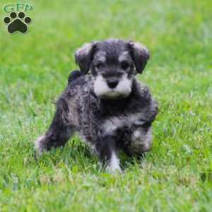 Katniss, Miniature Schnauzer Puppy