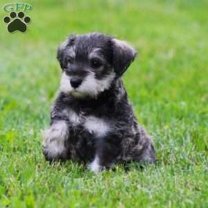 Katniss, Miniature Schnauzer Puppy
