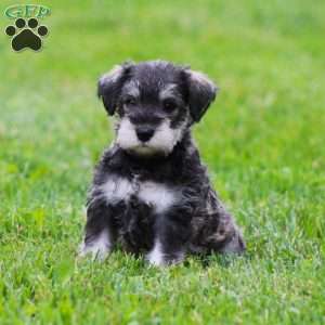 Katniss, Miniature Schnauzer Puppy