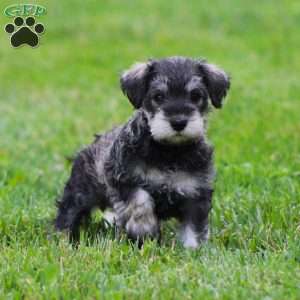 Katniss, Miniature Schnauzer Puppy