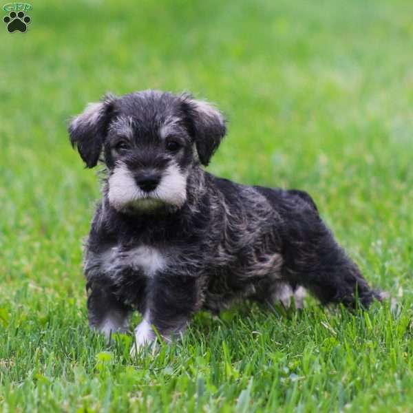 Katniss, Miniature Schnauzer Puppy