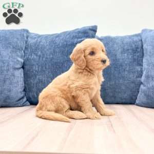 Bree, Mini Goldendoodle Puppy